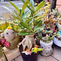アデニウム,アデニウム オベスム,アデニウム オベサム,多肉植物,多肉のある暮らしの画像