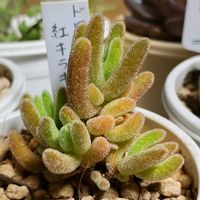 多肉植物,多肉大好き,ドロサンテマム ,多肉中毒,多肉多肉多肉の画像