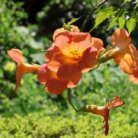ノウゼンカズラ,7月の花,鎌倉散策,鎌倉妙法寺の画像