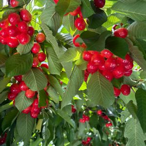 サクランボ,サクランボ 佐藤錦,紅てまり,サクランボ   紅秀峰,ヒグラシ(蝉)の画像