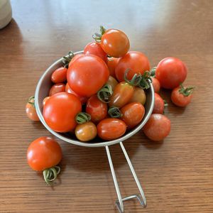 ミニトマト,ミニトマト 純あま,あまたん,プチぷよ,中玉トマトの画像