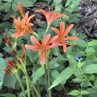 クサギ（臭木）,はぎ(萩),トウダイグサ(燈台草),トウダイグサ(燈台草),蒲(がま)の穂の画像