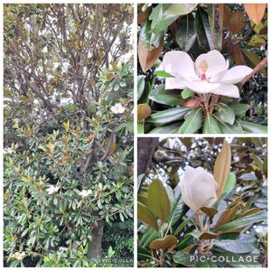 アジサイ,タイサンボク,ラベンダー,いつもありがとう♡,花散歩の画像