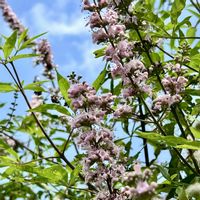セイヨウニンジンボク,可憐な花,ピンクワールドへ ようこそ,明日はきっと良い日になる,2019同期の画像
