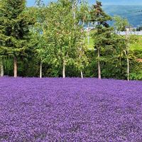ラベンダー,トラディショナル　ラベンダー,カラフル,ファーム富田,今日のお花の画像