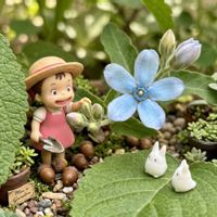 イソトマ,コキア,ブルースター,マリーゴールド,モンカタバミの画像