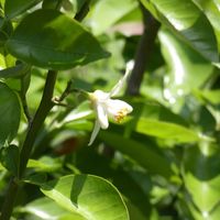 レモン,レモン,Juneの会,木曜日は木に咲く花,秘密の花園♡の画像