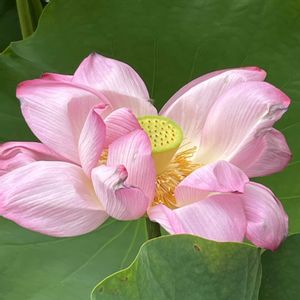 ハス,ハス,散歩,ピンクの花,花散歩の画像