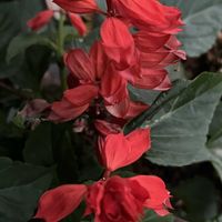 サルビア,赤い花,今日も元気で,今日も笑顔で♡,花を通じて愛と平和をの画像