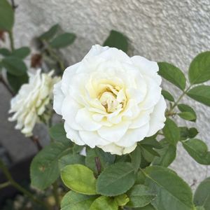 バラ、薔薇、ばら,花のある暮らし,沖縄,挿し木から成長,おうち園芸の画像