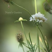 ヒューケラ,バラ ステファニー グッテンベルグ,スカビオサ スノーメイデン,庭のある暮らし,nami's gardenの薔薇andミニ薔薇の画像