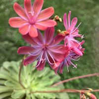 レウィシア,レウィシア,小さな花,可愛い,ピンクの画像