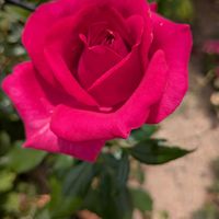 モモ,清水白桃,バラ レジスマルコン,薔薇 レジス・マルコン,庭の画像
