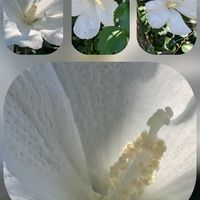 トレニア,ヒマワリ,フウセンカズラ,ムクゲ,ﾊﾞｰﾍﾞﾅの画像