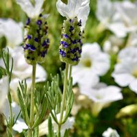 ラベンダー,フレンチラベンダー,白い花,シソ科,紫色の花の画像