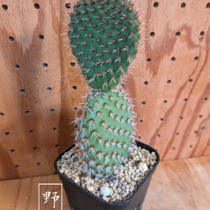 サボテン,サボテン科,オプンチア,バルコニスト,屋外管理の画像
