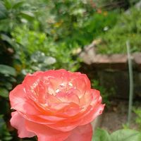 グラジオラス,グラジオラス,ムクゲ,ムクゲ,ミニバラの画像