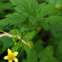 クヌギ,キツネノボタン,樹液,せせらぎ,オオバジャノヒゲの画像