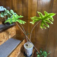 アロカシア・ジャクリン,観葉植物,植え替え,サトイモ 科,アロカシア属の画像