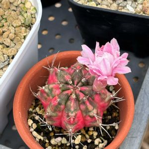 サボテン科,多肉植物とサボテン,ギムノカリキュウム属の画像