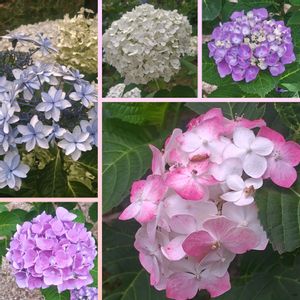アジサイ,アジサイ,紫陽花　あじさい　アジサイ,広島市　縮景園,日本庭園の画像
