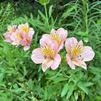 アルストロメリア,植物のある暮らし,暑さに負けるなの画像
