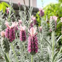 ラベンダー,フレンチラベンダー,ラベンダープリンセスゴースト,ハーブ,今日のお花の画像