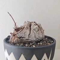 亀甲竜,塊根植物,新芽,鶴仙園,珍奇植物の画像
