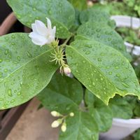 マツリカ,可愛い,白い花,和む,花のある暮らしの画像