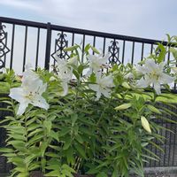 カラー,ユリ カサブランカの画像