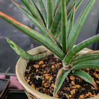サンスベリア,多肉植物,成長記録,多様性を愛する会,人に優しくの画像