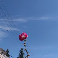 タチアオイの画像