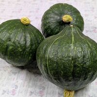 かぼちゃ,収穫,今日の収穫♪,家庭菜園の画像