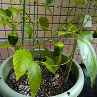 ピーマン,ガーデニング,食べた種,食べた後の種から,小さい庭の画像
