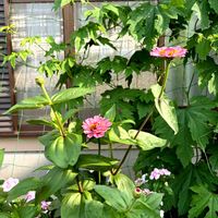 ゴーヤ,ジニア（百日草）,小さな幸せ♡,お花大好き♡,お花好きの人と繋がりたいの画像