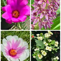 パイナップルリリー,ハナキリン,マツバボタン,スマホ撮影加工なし,花の15年組の画像