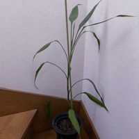 ミリオンバンブー,観葉植物,iPhone撮影,階段/廊下の画像
