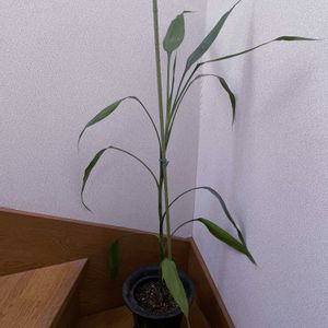 ミリオンバンブー,観葉植物,iPhone撮影,階段/廊下の画像