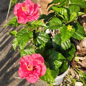 ハイビスカス,グリーン,男前,ボタニカル,熱帯植物の画像
