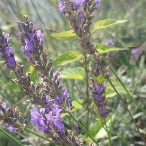 ラベンダー,庭園,夏のお花,今日のお花,お出かけ先の画像
