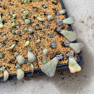 リラシナ,多肉植物,葉挿しの画像