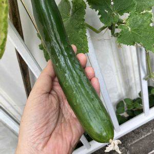 キュウリ,多肉植物,塊根植物,コーデックス,花のある暮らしの画像