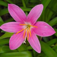 ゼフィランサス,ゼフィランサス,タマスダレ,散歩,季節の花の画像