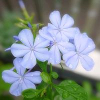ルリマツリ,ルリマツリ,花のある暮らし,お散歩道の画像