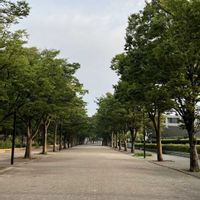 ケヤキ,ヒマラヤ杉,シバ,欅並木,なんの木❔の画像