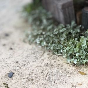 ヒューケラ,ティコンドラ・シルバーフォールズ,マイガーデン,癒し,ホスタの画像