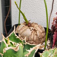 亀甲竜の画像