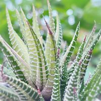 十二の巻,ハオルチア 十二の巻錦,多肉植物,観葉植物,ハオルチア属の画像