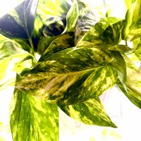 ポトス,ポトステルノジュニア,ポトステルノジュニア,観葉植物,サトイモ 科の画像
