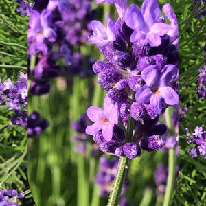 ラベンダー,ラベンダー,ハーブ,庭の花,癒しの画像
